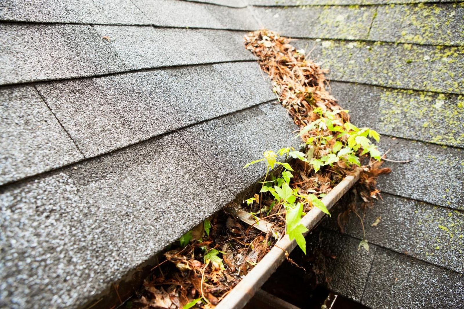 Before gutter cleaning
